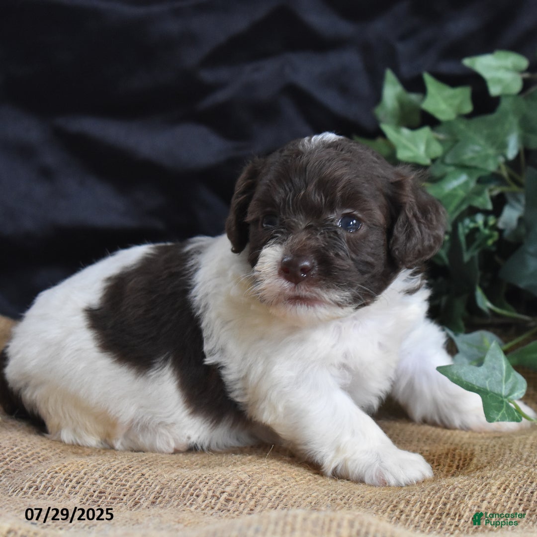 Cavapoo dogs for sale: Addilynn - Image 3