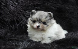 Pomeranian dogs for sale: Prisha - Image 1