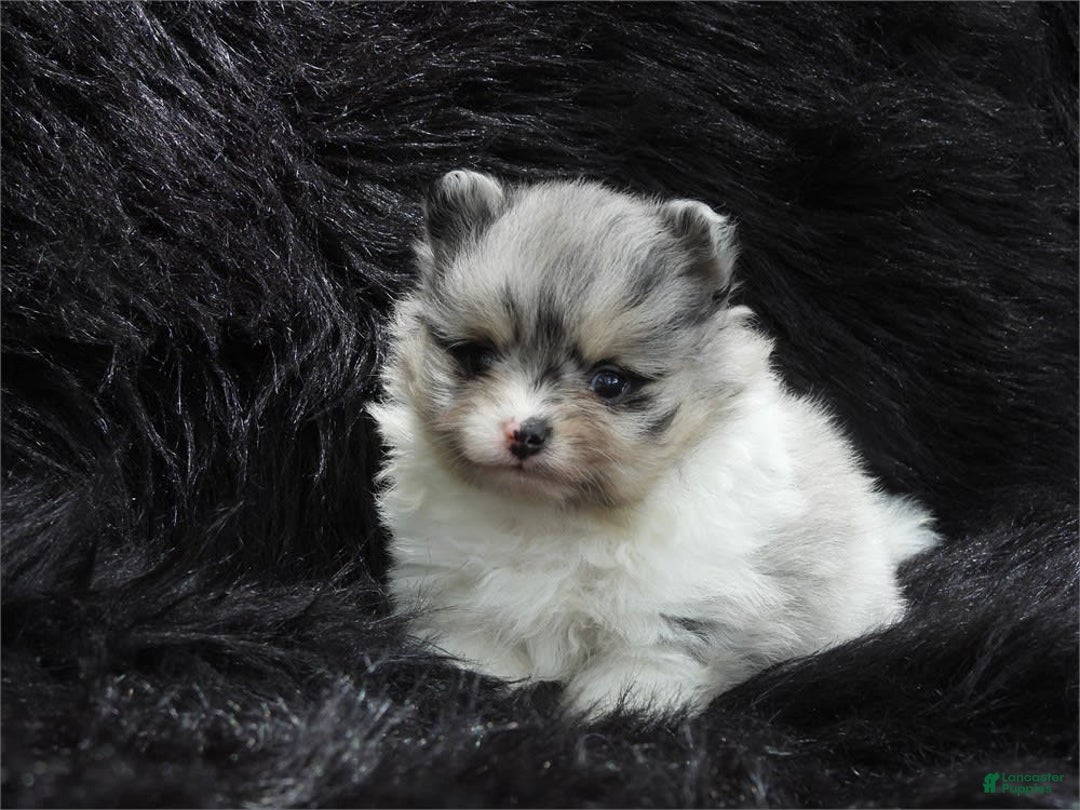 Pomeranian dogs for sale: Prisha - Image 1