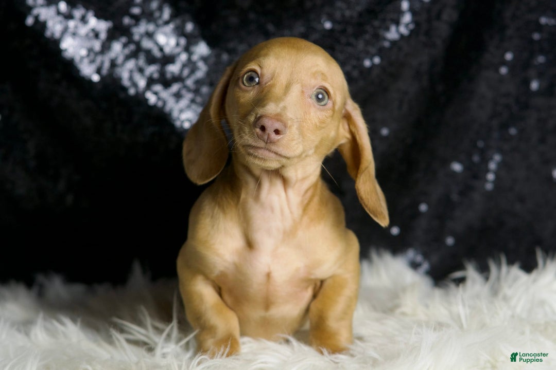Miniature Dachshund dogs for sale: Breezey - Image 5