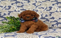 Miniature Poodle dogs for sale: Doyle - Image 1