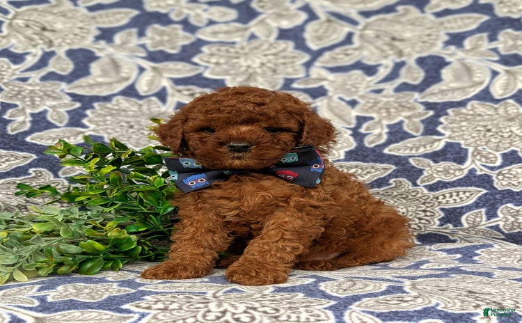 Miniature Poodle dogs for sale - Ad 2