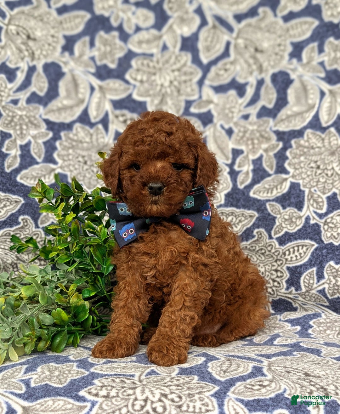 Miniature Poodle dogs for sale: Doyle - Image 1