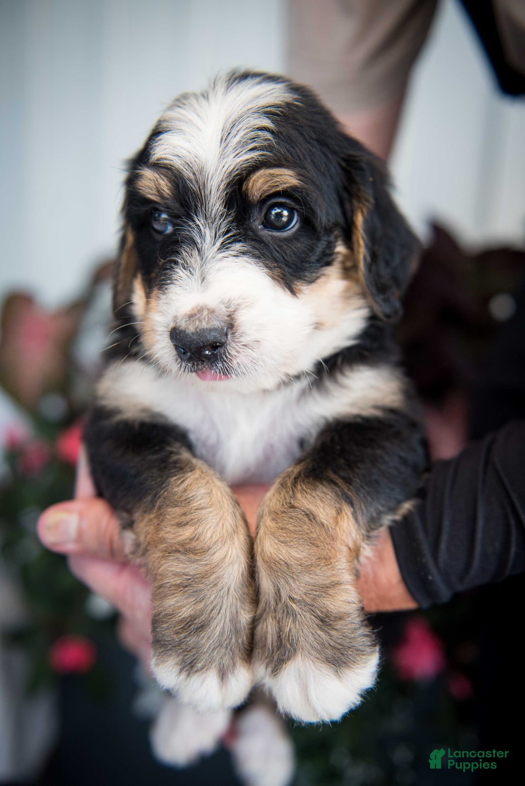 Bernedoodle dogs for sale: Jordan - Image 3
