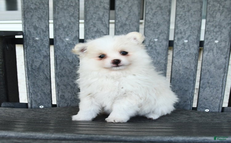 Pomeranian dogs - Advert 40