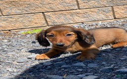Dachshund dogs for sale: Dahlia - Image 1