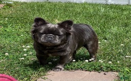 French Bulldog dogs for sale: ghost - Image 8