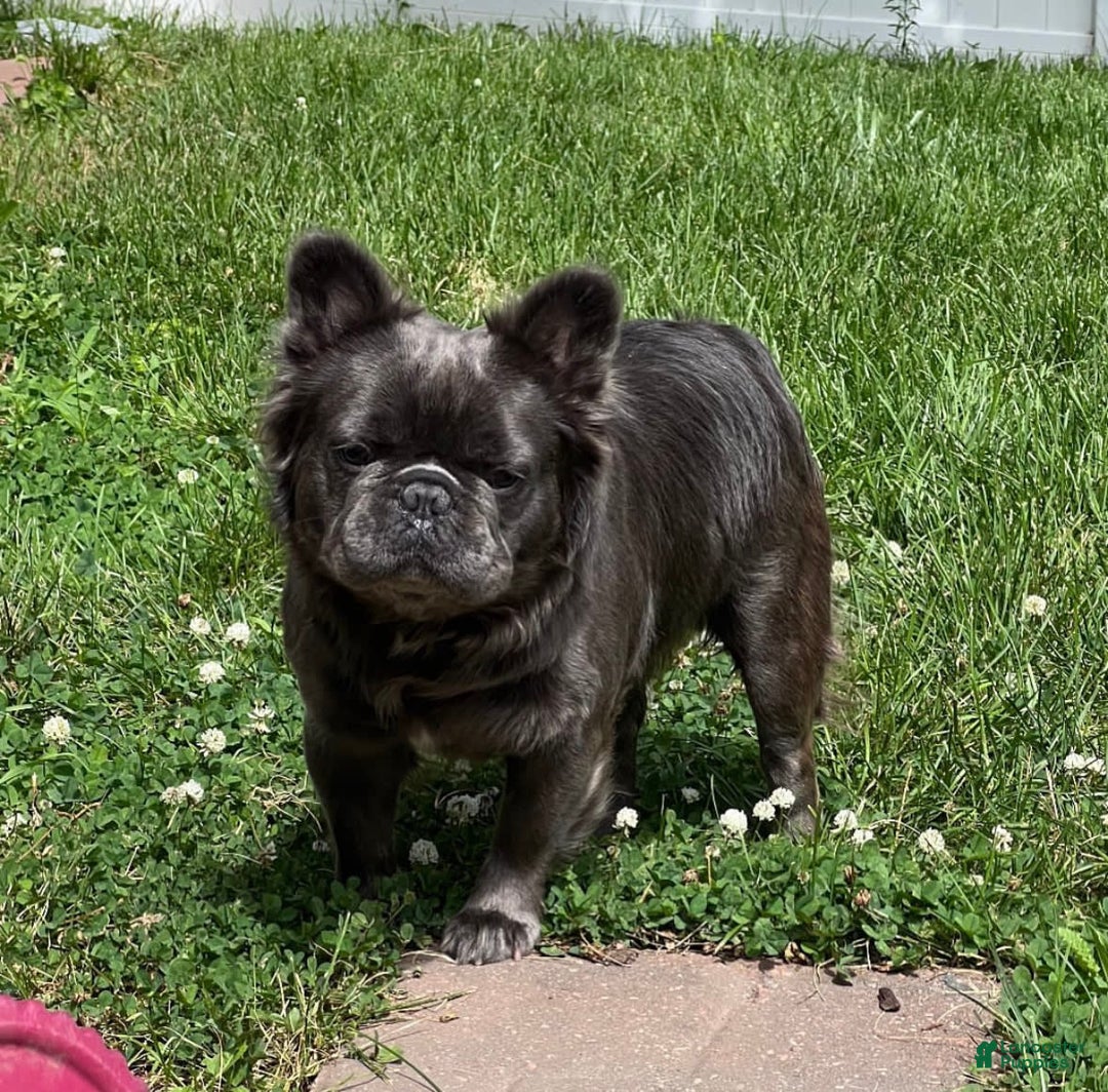 French Bulldog dogs for sale: ghost - Image 8