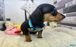 Miniature Dachshund dogs for sale: Jimmy - Image 10