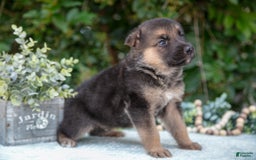 German Shepherd dogs for sale: Mochi - Image 3