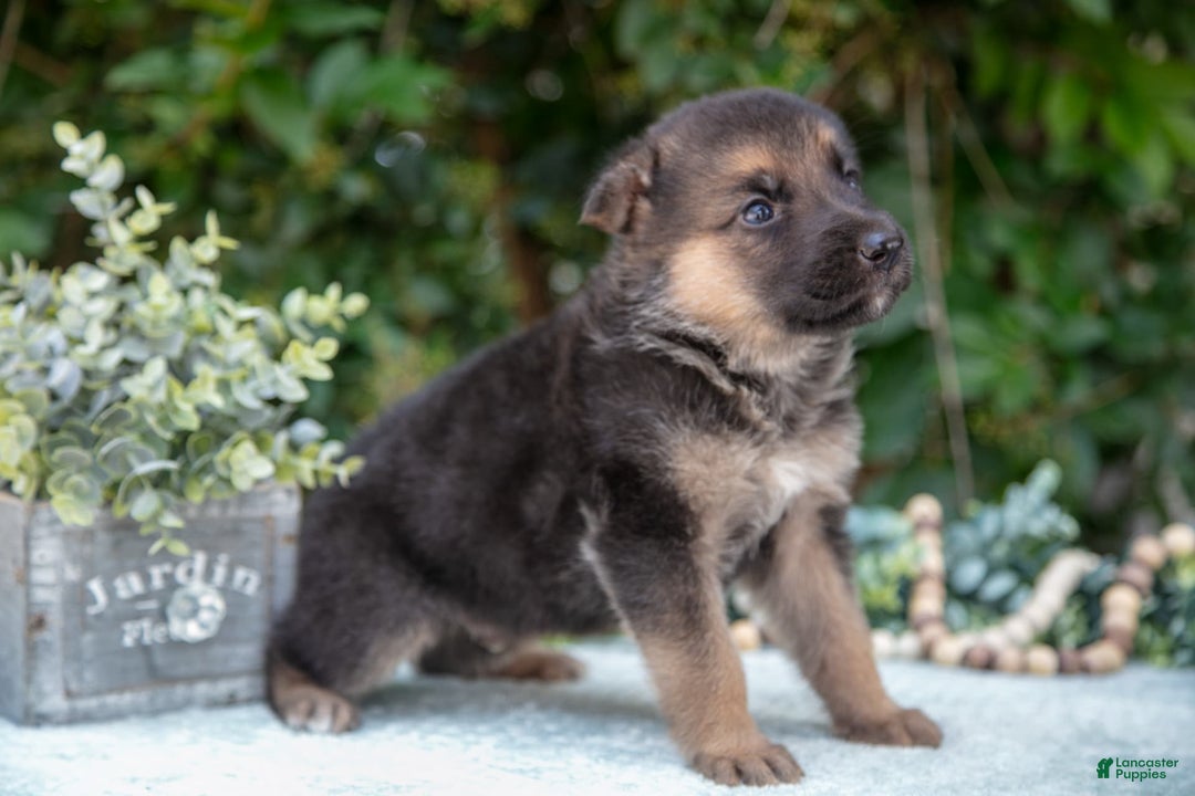 German Shepherd dogs for sale: Mochi - Image 3