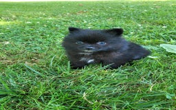 Pomeranian dogs for sale: Leno - Image 6