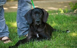 Great Dane dogs for sale: Selene - Image 6