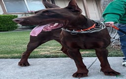 Doberman Pinscher dogs for sale: Orange Collar - Image 6