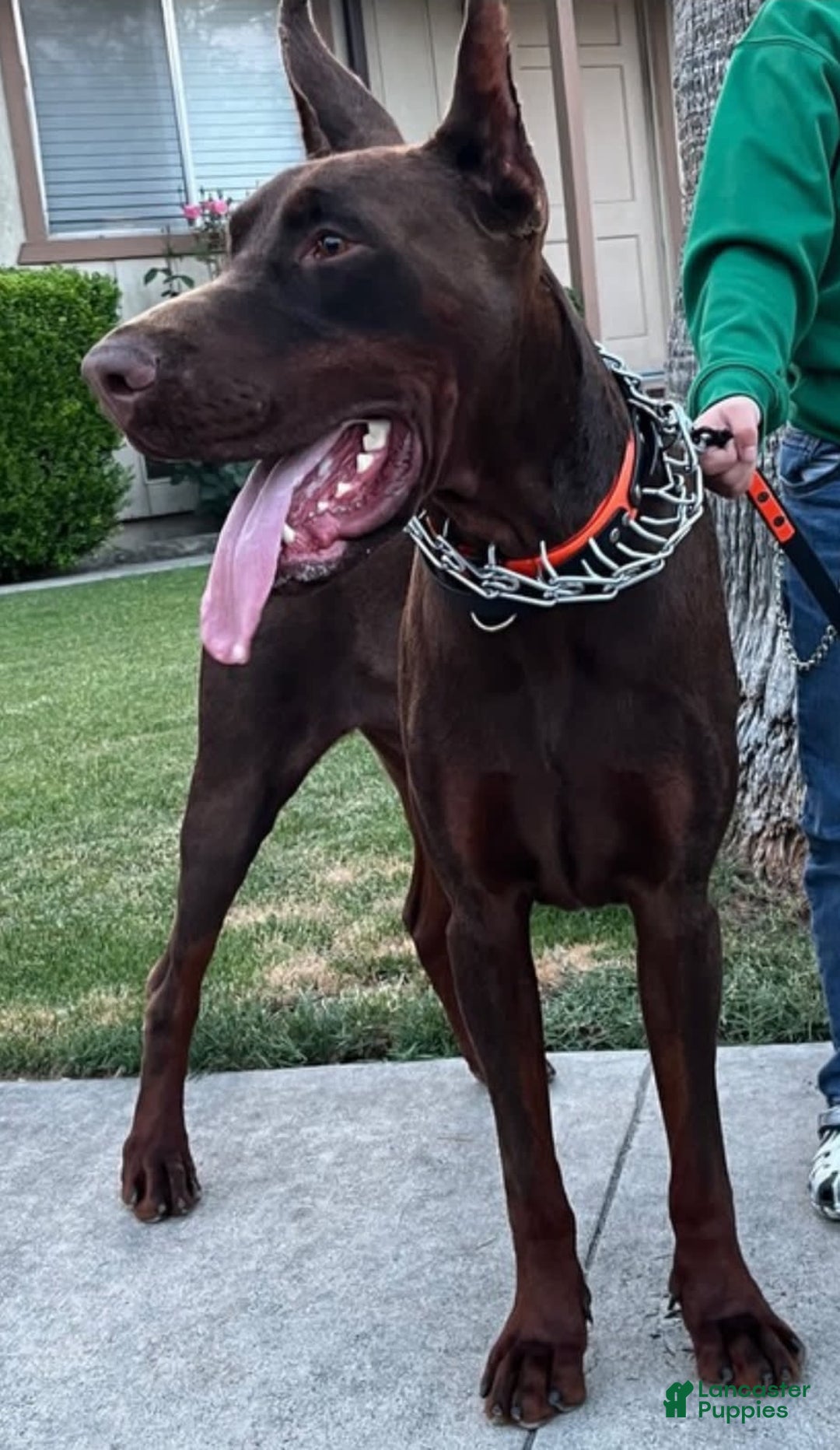Doberman Pinscher dogs for sale: Orange Collar - Image 6
