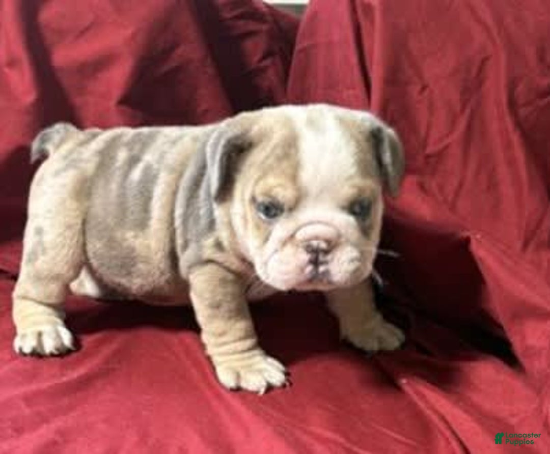 English Bulldog dogs for sale: Fido - Image 2