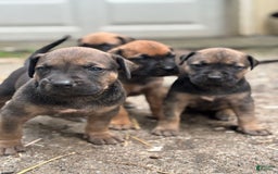 Presa Canario dogs for sale: Scarface - Image 2