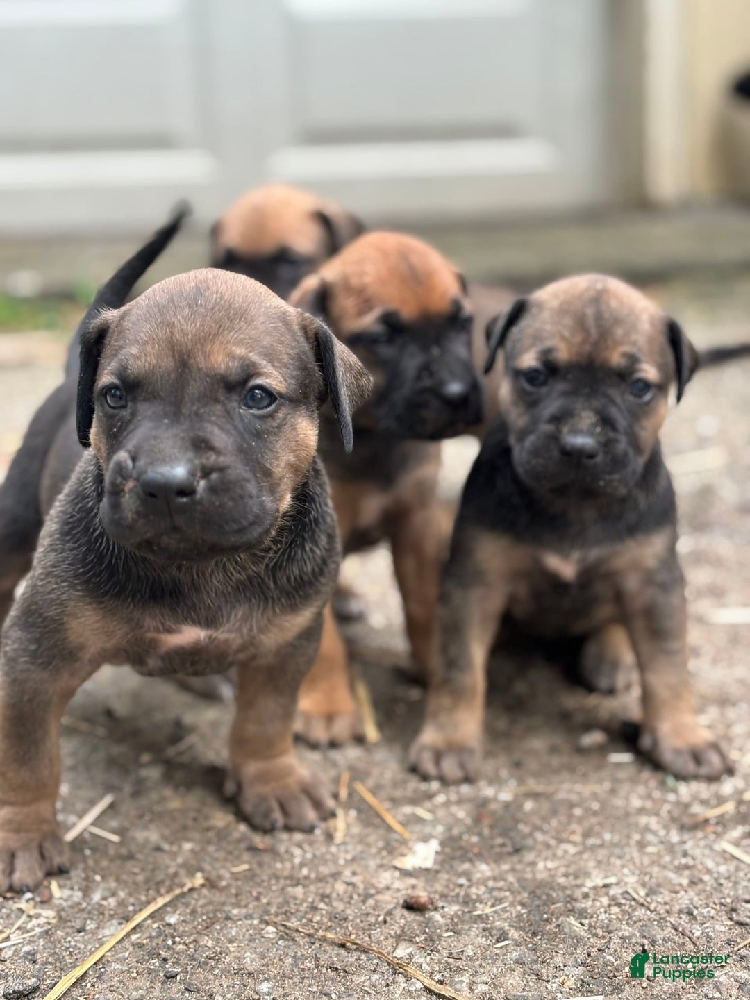 Presa Canario dogs for sale: Scarface - Image 2