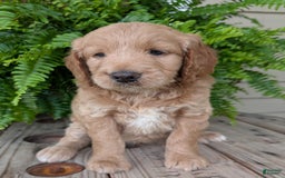 Goldendoodle dogs for sale: Lolly - Image 35