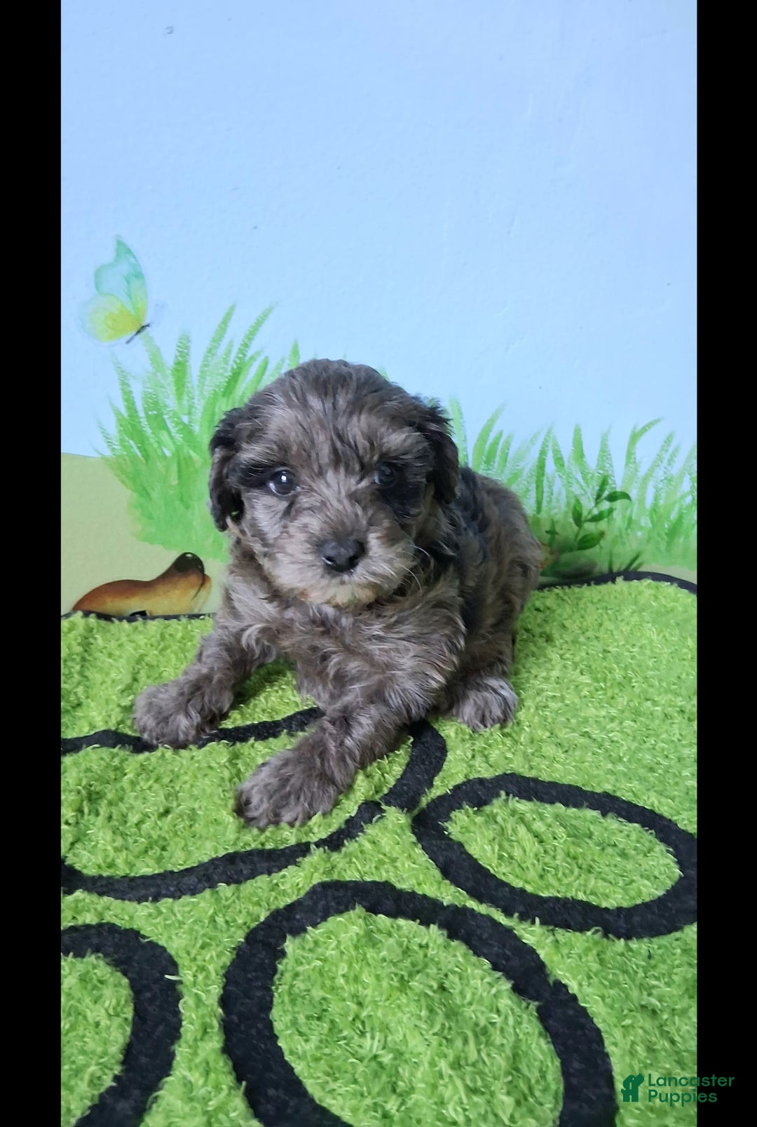 Mini Aussiedoodle dogs for sale: Lavender - Image 2