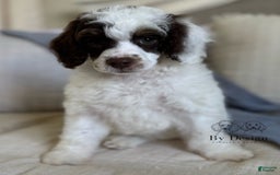Standard Poodle dogs for sale: Arlo Chocolate Tri Parti - Image 2
