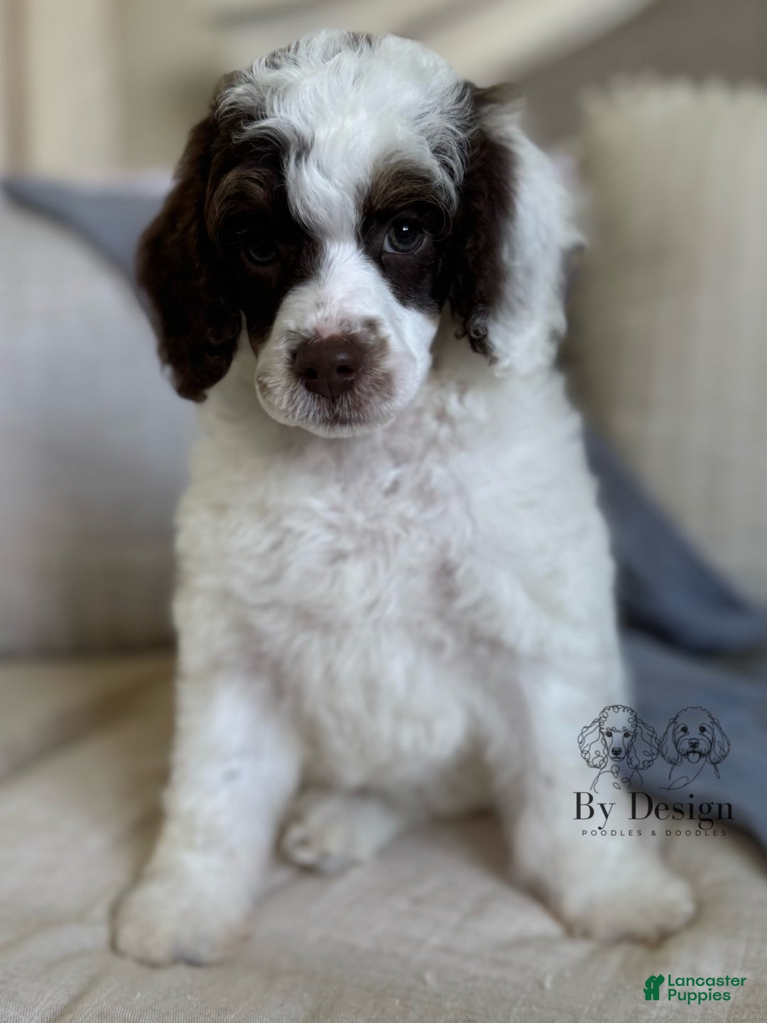 Standard Poodle dogs for sale: Arlo Chocolate Tri Parti - Image 2