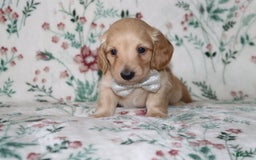 Miniature Dachshund dogs for sale: Vinny - Image 1