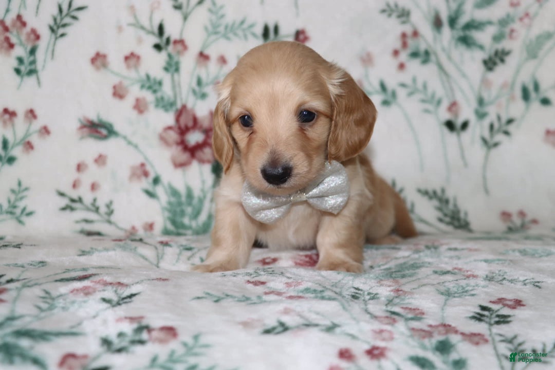 Miniature Dachshund dogs for sale: Vinny - Image 1