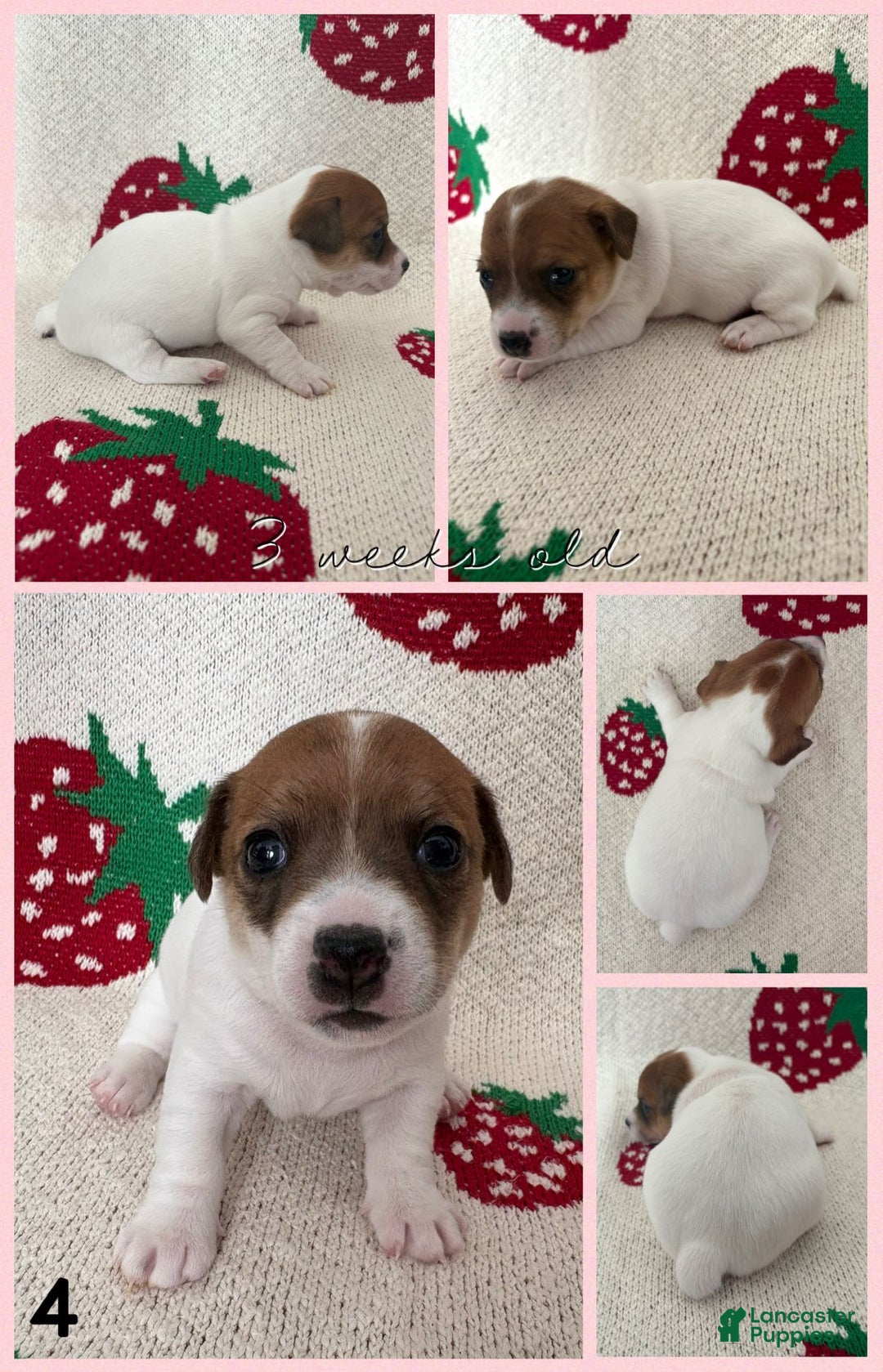 Jack Russell Terrier dogs for sale: Opal - Image 2