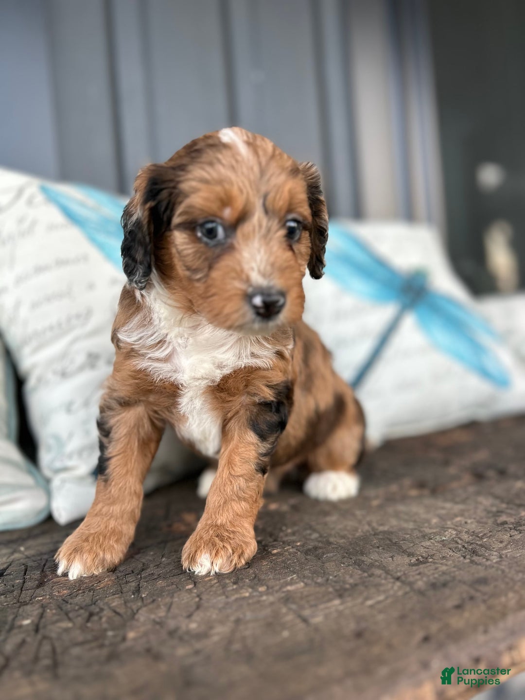 Aussiedoodle dogs for sale: Magnolia - Image 4