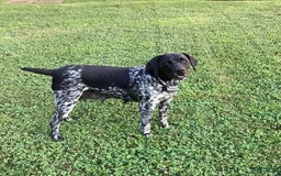 German Shorthaired Pointer dogs for sale: Sage - Image 4