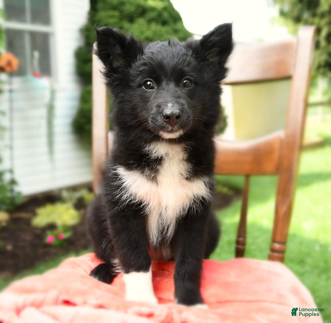 Border Collie dogs for sale: Paris - Image 13