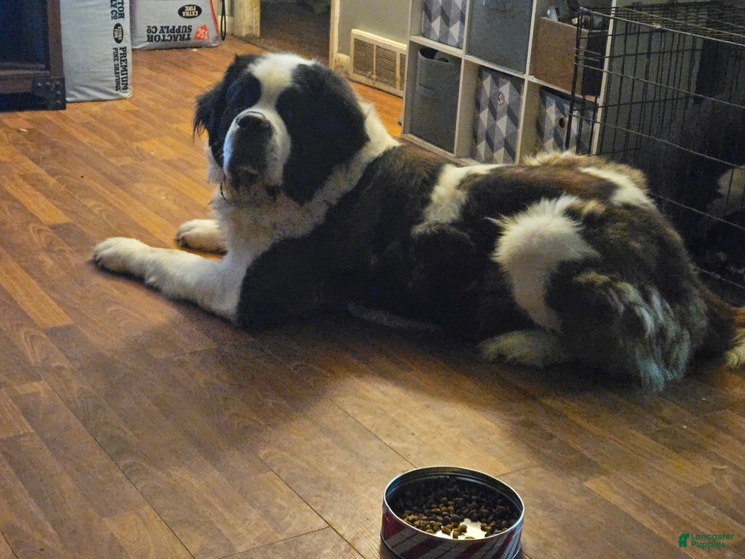 Saint Bernard dogs for sale: Will - Image 6
