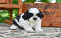 Shih Tzu dogs for sale: Max - Image 5