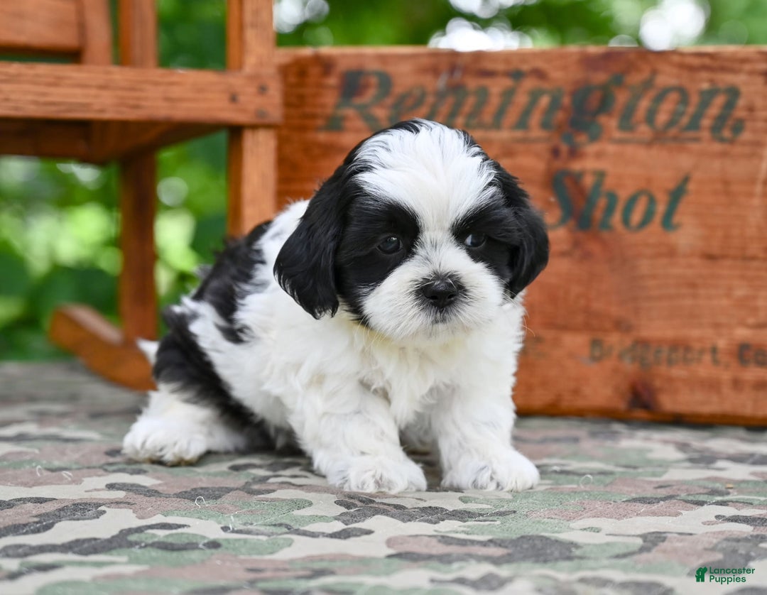 Shih Tzu dogs for sale: Max - Image 5