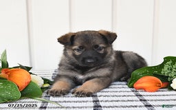 German Shepherd dogs for sale: Paris - Image 2