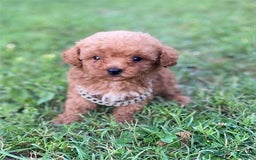 Toy Poodle dogs for sale: Prince - Image 2