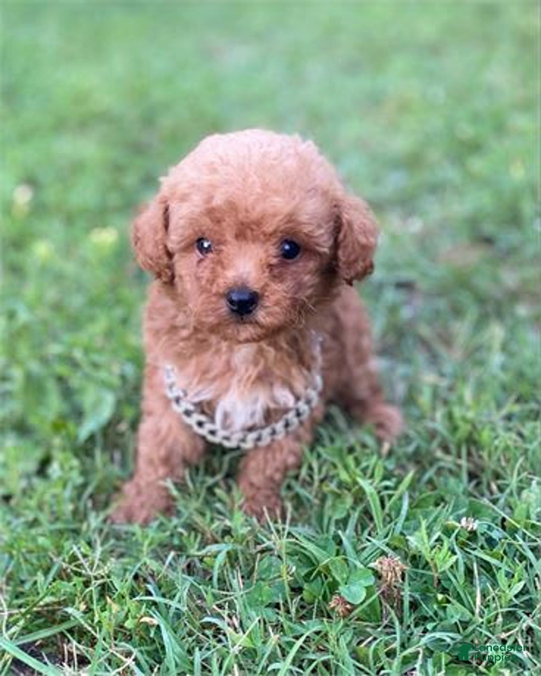 Toy Poodle dogs for sale: Prince - Image 2