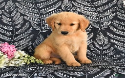 Golden Retriever dogs for sale: Golden Retriever 5 puppies - Image 5