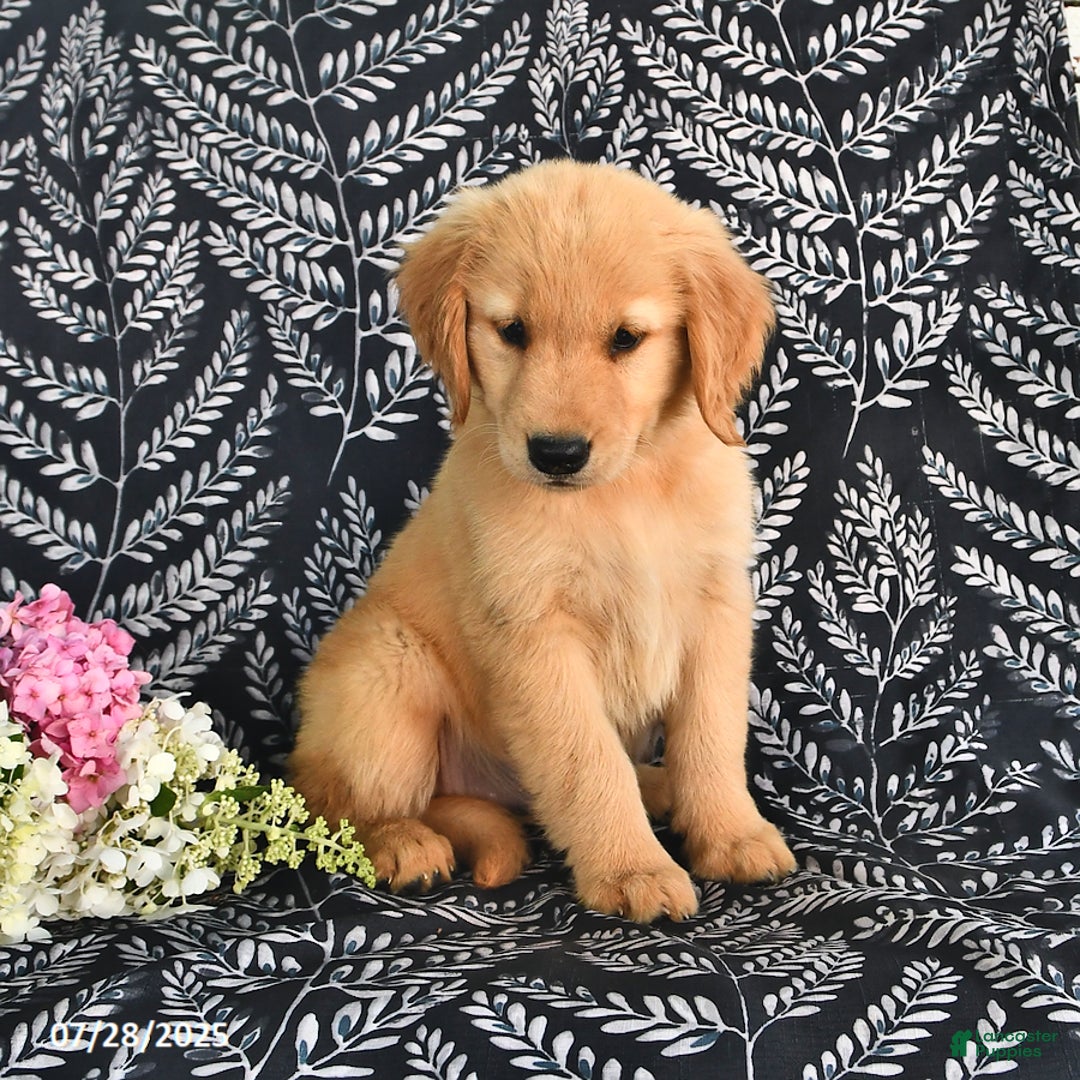 Golden Retriever dogs for sale: Golden Retriever 5 puppies - Image 5