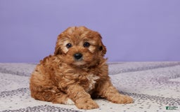 Cavapoo dogs for sale: Captain - Image 2
