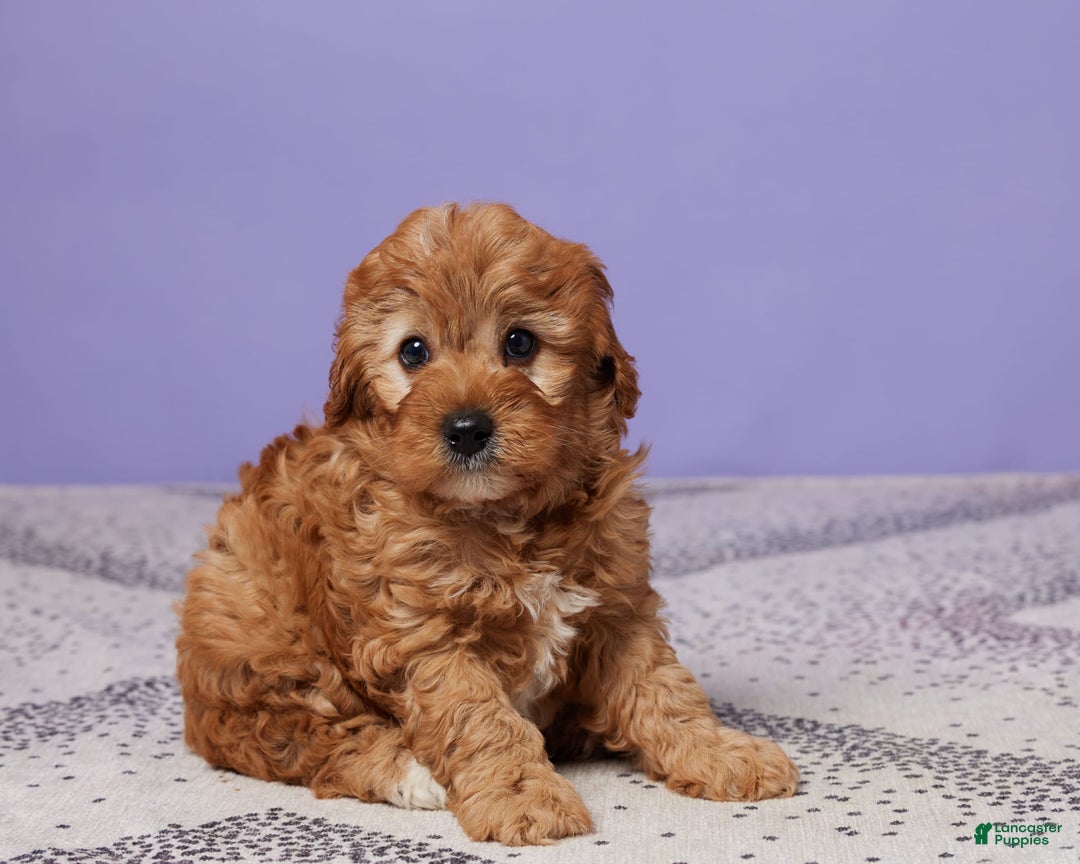 Cavapoo dogs for sale: Captain - Image 2
