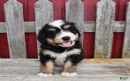 Bernedoodle dogs for sale: Max - Image 7