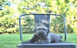 Cane Corso dogs for sale: Bruno - Image 2
