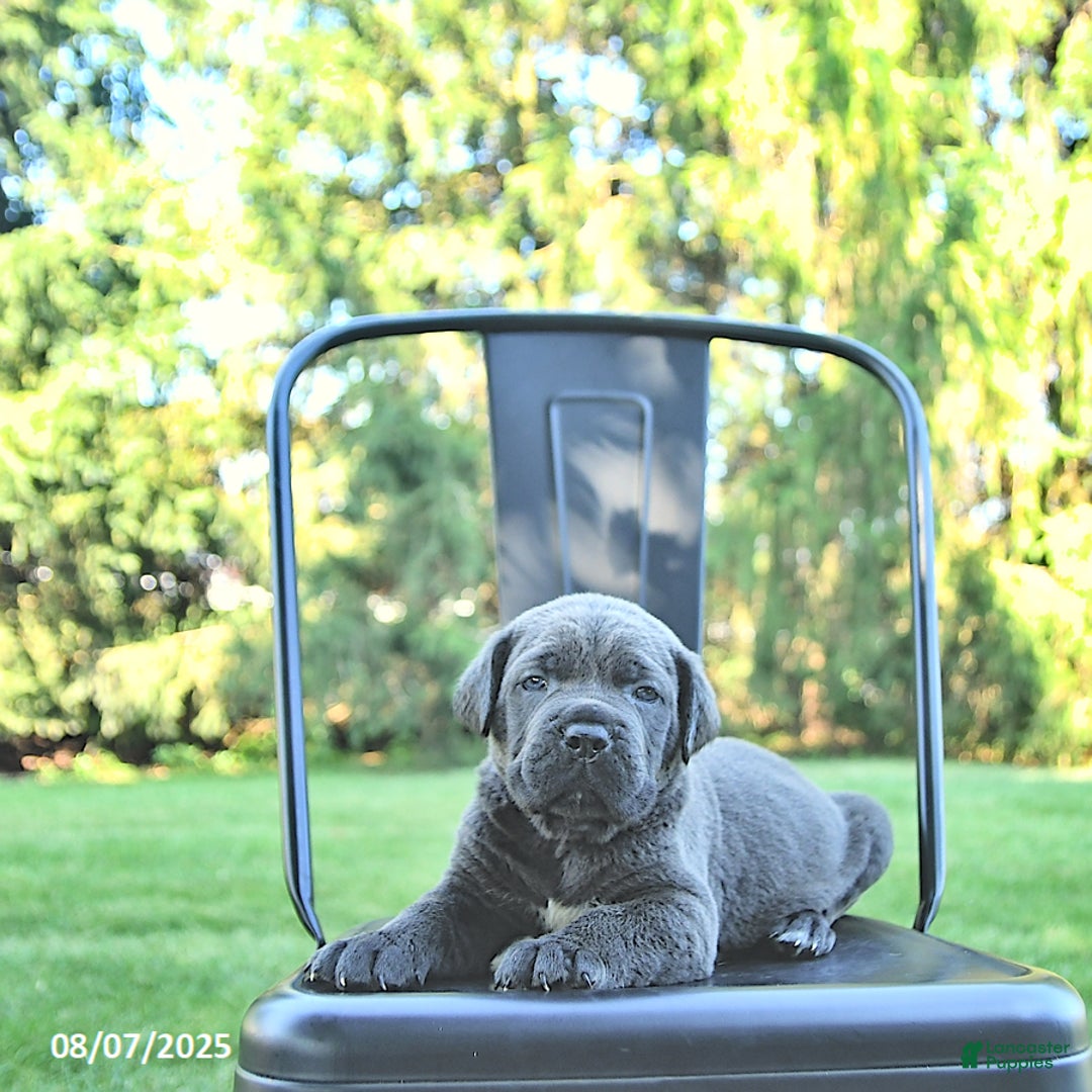 Cane Corso dogs for sale: Bruno - Image 2