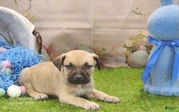 Catahoula Leopard Dog dogs for sale: Goldie 2025 M2 - Image 7