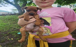 Miniature Pinscher dogs for sale: Jake - Image 5
