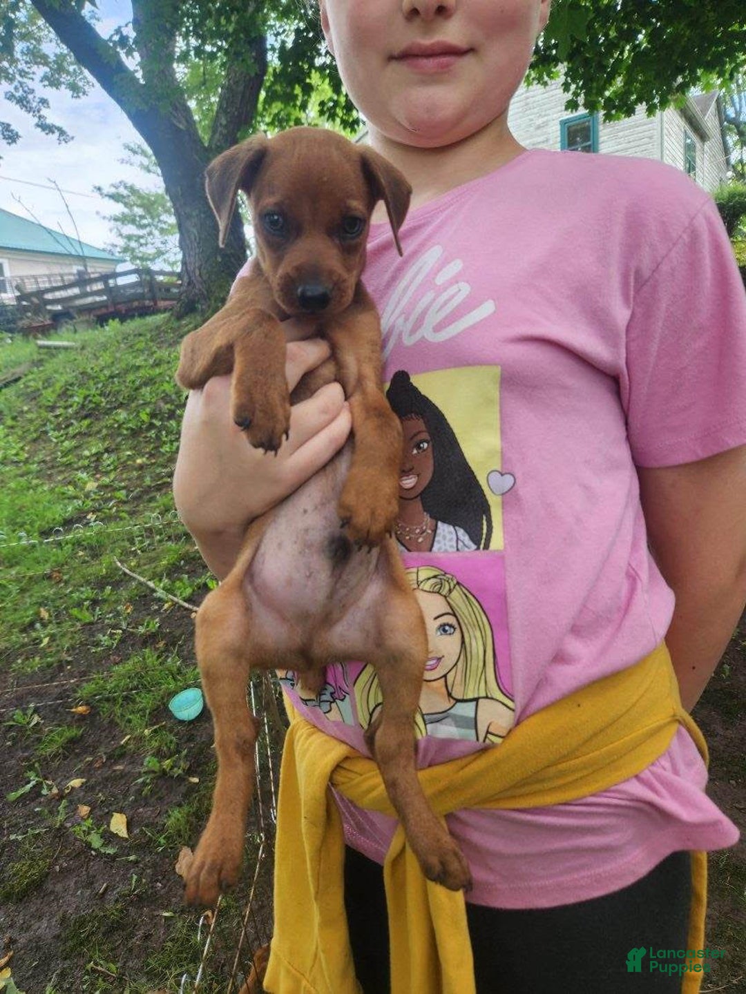 Miniature Pinscher dogs for sale: Jake - Image 5