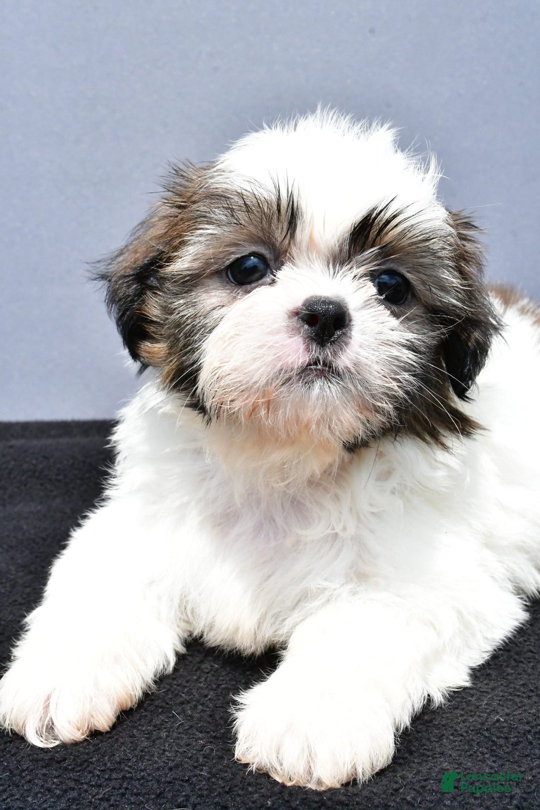 Shih Tzu dogs for sale: Beth - Image 10