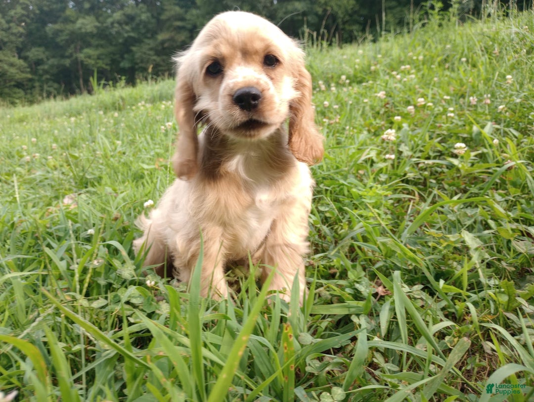 Cocker Spaniel dogs for sale: Tinka - Image 9